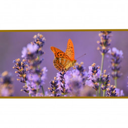 Panou radiant infrarosu, DRAGUS, imprimat imagine Fluture 125/60cm 900W/700W 10kg 30-45mc Panou radiant infrarosu, DRAGUS, imprimat imagine Fluture 125/60cm 900W/700W 10kg 30-45mc