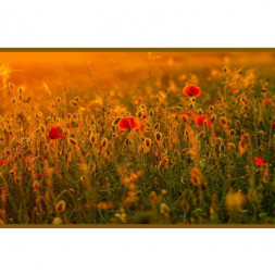 Panou radiant infrarosu DRAGUS, imprimat imagine Maci 125/60cm 900W/700W 10kg 30-45mc Panou radiant infrarosu DRAGUS, imprimat imagine Maci 125/60cm 900W/700W 10kg 30-45mc