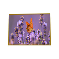 Panou radiant infrarosu, DRAGUS, imprimat imagine Fluture 60/60cm 300W/250W 5kg 5-15mc Panou radiant infrarosu, DRAGUS, imprimat imagine Fluture 60/60cm 300W/250W 5kg 5-15mc
