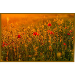 Panou radiant infrarosu DRAGUS, imprimat imagine Maci 90/60cm 600W/500W 7kg 15-28mc Panou radiant infrarosu DRAGUS, imprimat imagine Maci 90/60cm 600W/500W 7kg 15-28mc