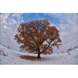 Panou radiant infrarosu ,DRAGUS, personalizat 60/60cm 300W/250W 5kg 5-15mc